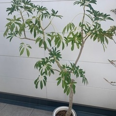 シェフレラ観葉植物ガーデニング