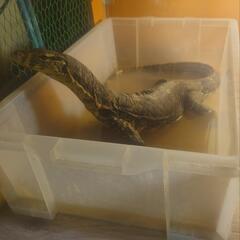 ハチュグル🐍 - チャット