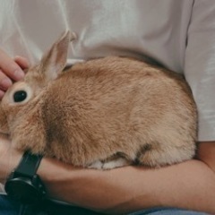 ミックスの4歳の女の子うさぎ