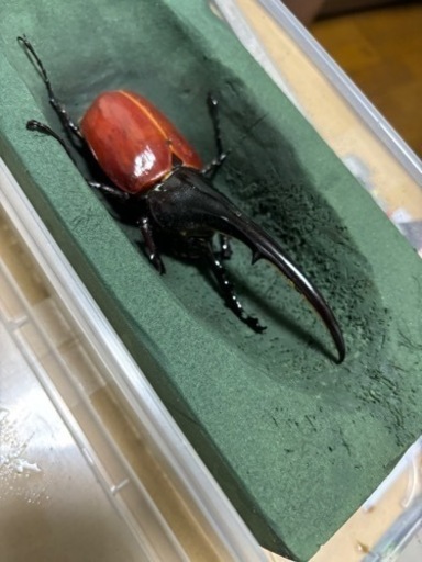 値下げしました！4月5日羽化ヘラクレスオオカブト