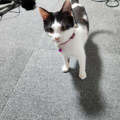 超甘えん坊ボーイ