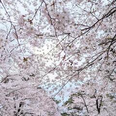明日4/8一緒花見に行ける方