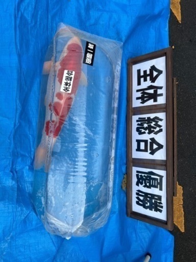 錦鯉　紅白　品評会用　最終値下げ