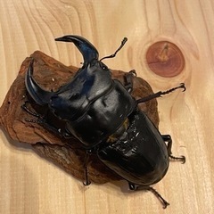 オオクワガタGordon血統♂単
