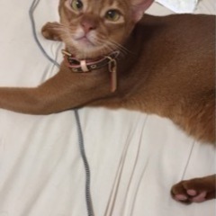 里親募集