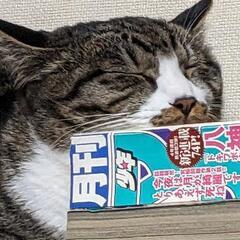 ボブテールの白いくつ下履いた女の子　しおちゃん。 − 愛媛県