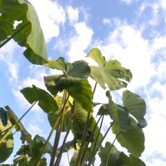 【4月13日まで】サトイモ種芋6個　大きい親芋の画像
