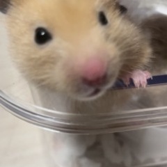 ゴールデンハムスター