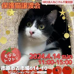 ねこけん千葉支部🐈️保護猫譲渡会IN市原会場開催しま～す！