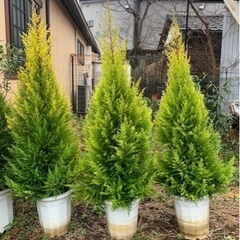 ゴールドクレスト　1鉢3000円