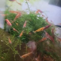 鑑賞用エビ　差し上げますの画像