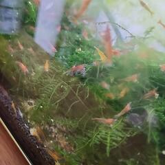 鑑賞用エビ　差し上げます