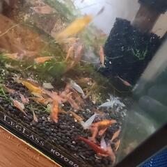 鑑賞用エビ　差し上げますの画像