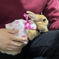 ミックスの4歳の女の子うさぎ - その他