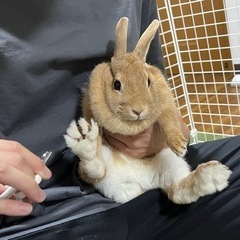 ミックスの4歳の女の子うさぎ - 名古屋市