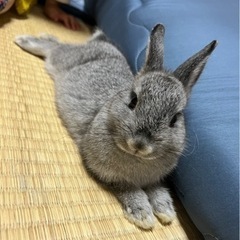 ネザーランドドワーフ