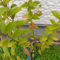 木③の画像