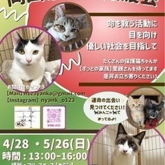 4月【岡田ほごねこ譲渡会】
