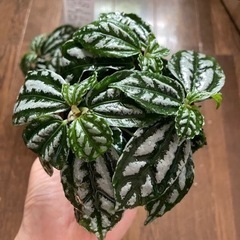 ピレア 観葉植物