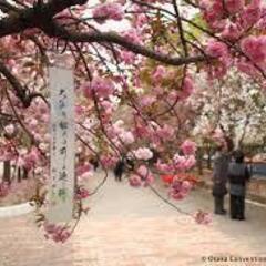 4月10日（水）造幣局　桜の通り抜け　午後13時より　若干名　「...