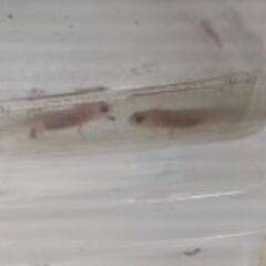 オキナワシリケンイモリ10匹幼体上陸前※着払いの画像
