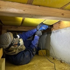 スズメバチ駆除、シロアリ駆除、コウモリその他の害獣 - 地元のお店