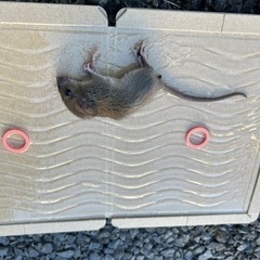 スズメバチ駆除、シロアリ駆除、コウモリその他の害獣 - 東茨城郡