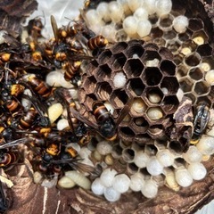 スズメバチ駆除、シロアリ駆除、コウモリその他の害獣 − 茨城県