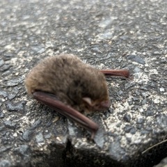 スズメバチ駆除、シロアリ駆除、コウモリその他の害獣 - 害虫/害獣駆除