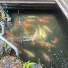 錦鯉の里親を募集しております。