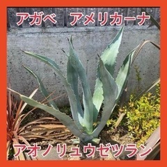 アガベ子株（カキ仔）・23　アオノリュウゼツラン アメリカーナ 観葉植物 ドライガーデンの画像