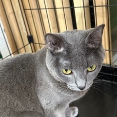 ロシアンブルーのmix猫グレー - 姫路市