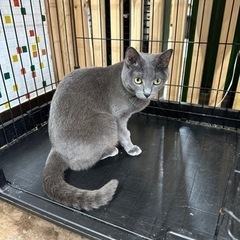 ロシアンブルーのmix猫グレー − 兵庫県