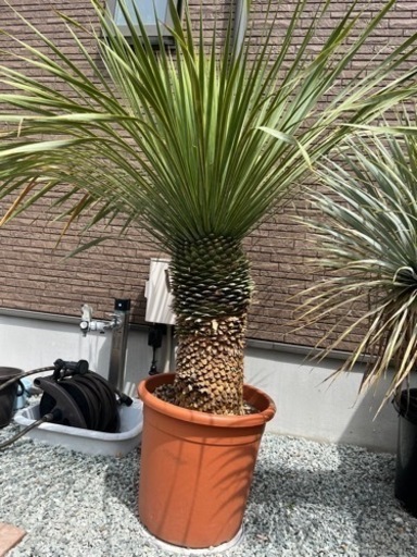 sold out ロストラータ スペイン産 極太  レア