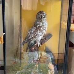 ふくろう　剥製の画像