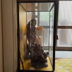 ふくろう　剥製の画像