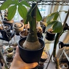 アデニア　グラウカ　塊根植物