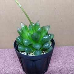 ハオルチア・オブツーサ
