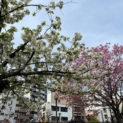 カカオやLINE 世間話友達