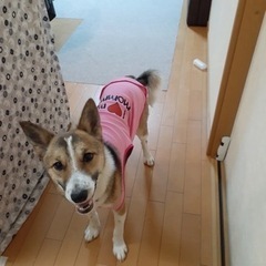 保護犬のお友達募集中🐶