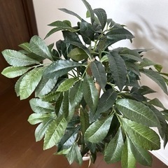 人工観葉植物（フェイクグリーン）約90センチの画像