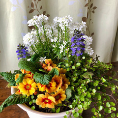 イベリスとプリムラの寄せ植えの画像