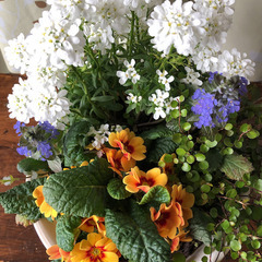 イベリスとプリムラの寄せ植えの画像
