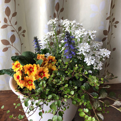 イベリスとプリムラの寄せ植えの画像