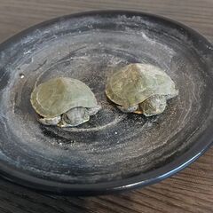 アカミミガメの幼体の里親募集