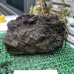 溶岩石③ 盆栽石　水槽石　雪の下　苔　シダ　石庭　園芸　箱庭　ガーデニングの画像