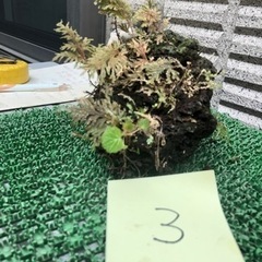 溶岩石③ 盆栽石　水槽石　雪の下　苔　シダ　石庭　園芸　箱庭　ガーデニングの画像