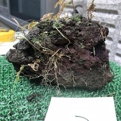 溶岩石③ 盆栽石　水槽石　雪の下　苔　シダ　石庭　園芸　箱庭　ガーデニングの画像