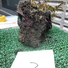 溶岩石③ 盆栽石　水槽石　雪の下　苔　シダ　石庭　園芸　箱庭　ガーデニングの画像