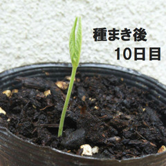キマメ種子 ５ｇ（約３０粒）　樹豆、木豆の画像